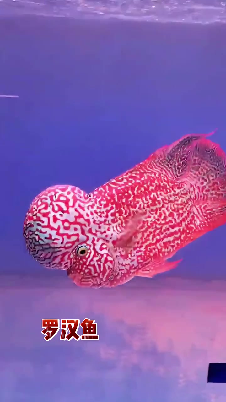 我爷爷养的鱼VS我养的鱼 水族 观赏鱼