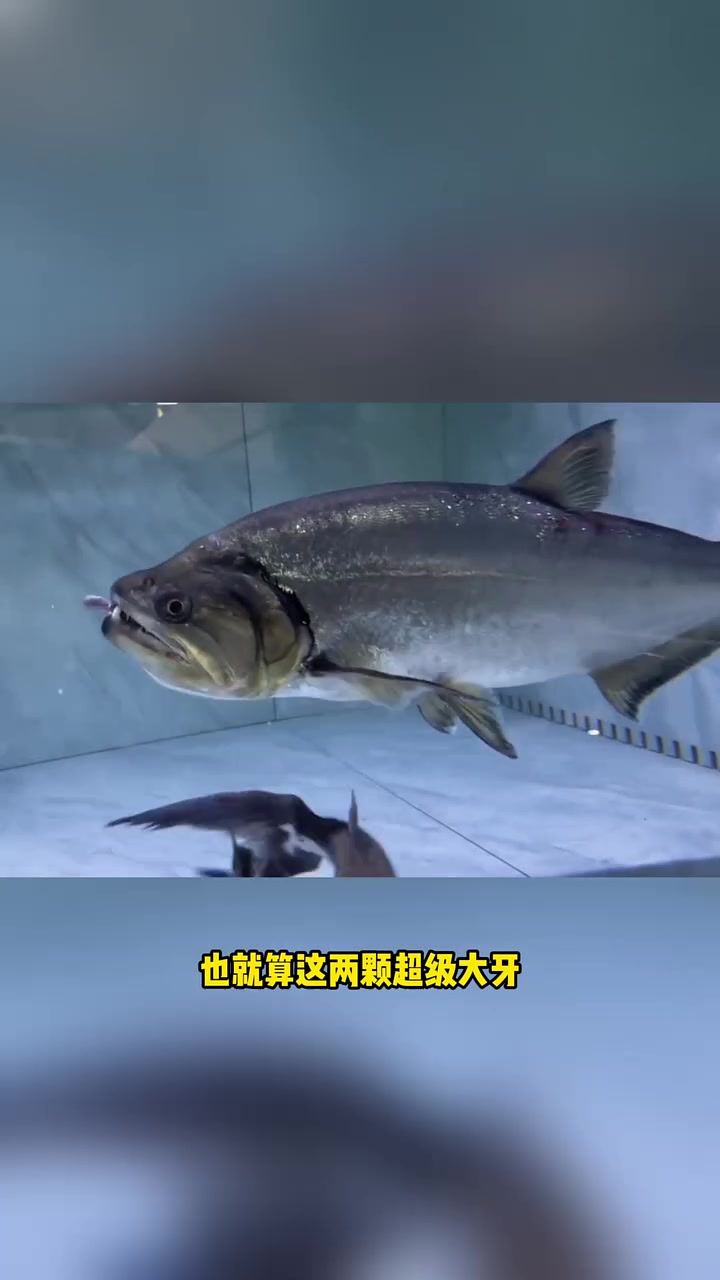 最凶猛的淡水杀手排名前八名 水族 观赏鱼