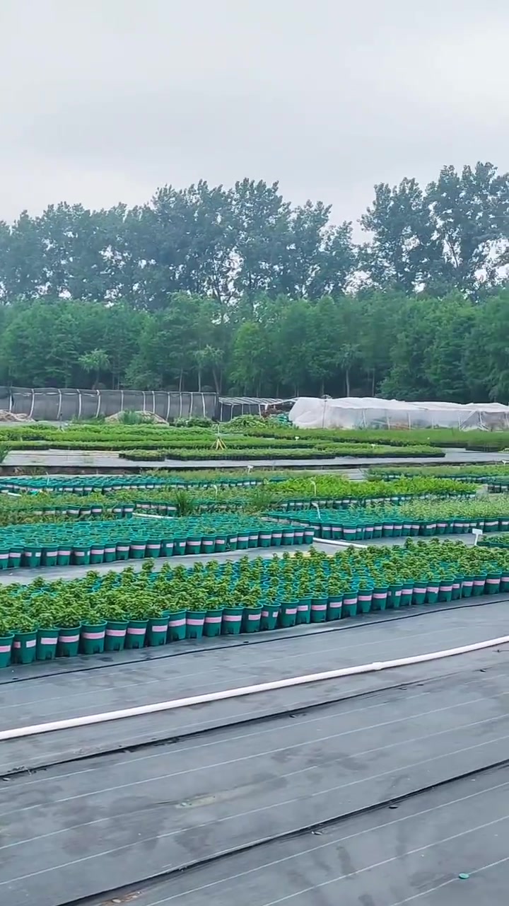 可食用景观苗圃基地 梅雨季的可食用景观植物苗圃基地,主营香草、香料、香氛植物、药食植物、观