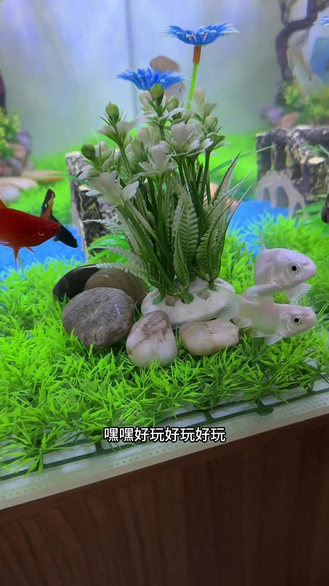 卖鱼的买一堆嘴欠的鱼，说能混养，不是良心商家