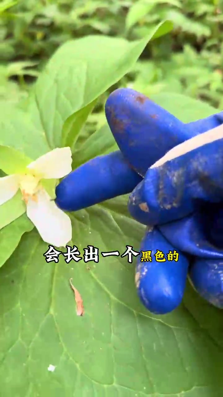 山间无杂草，认识都是宝，能吃的是野菜，不能吃的都是药材，你认识几个