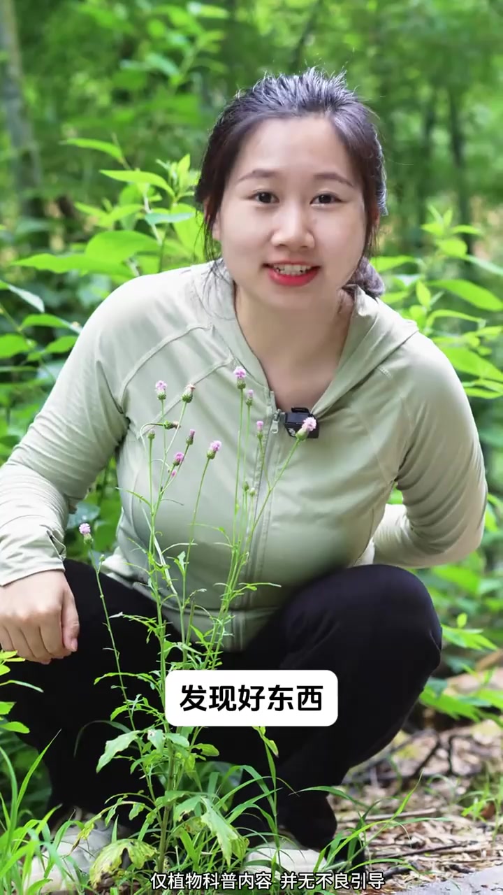 泥胡菜是一种常见的野菜，有苦味，全株可入药，是一种药食同源的草本植物