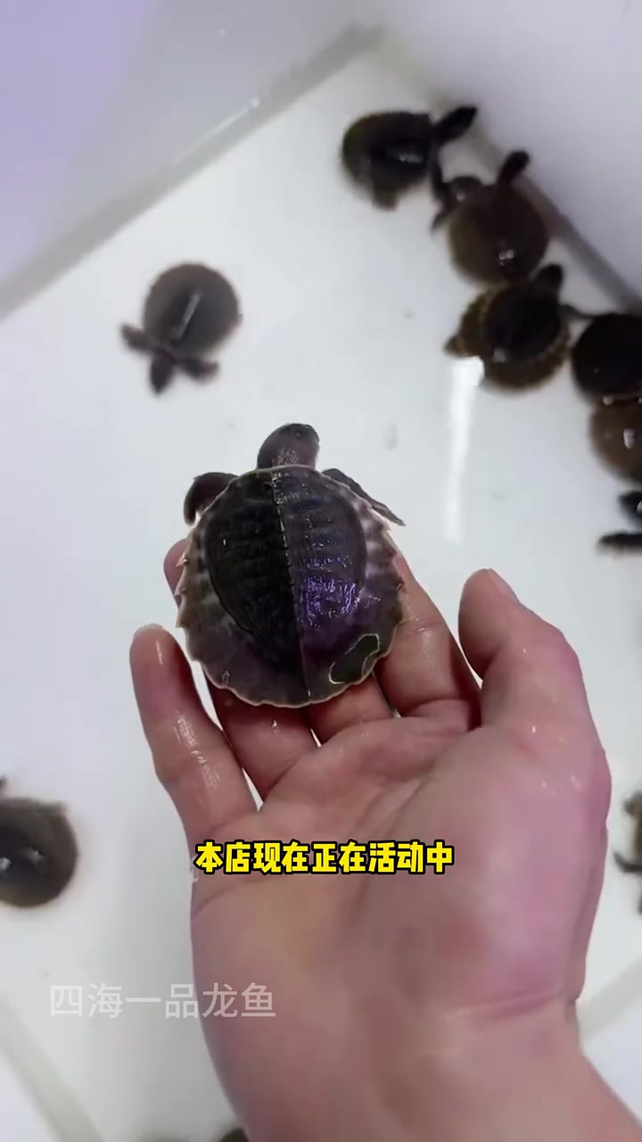 解压的猪鼻龟 水族 观赏鱼