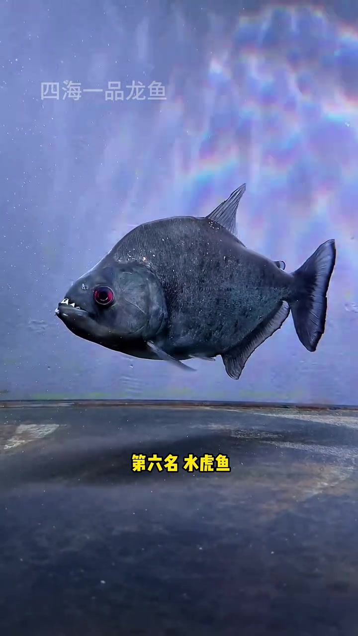 最凶猛的淡水杀手排名前八名 水族 观赏鱼