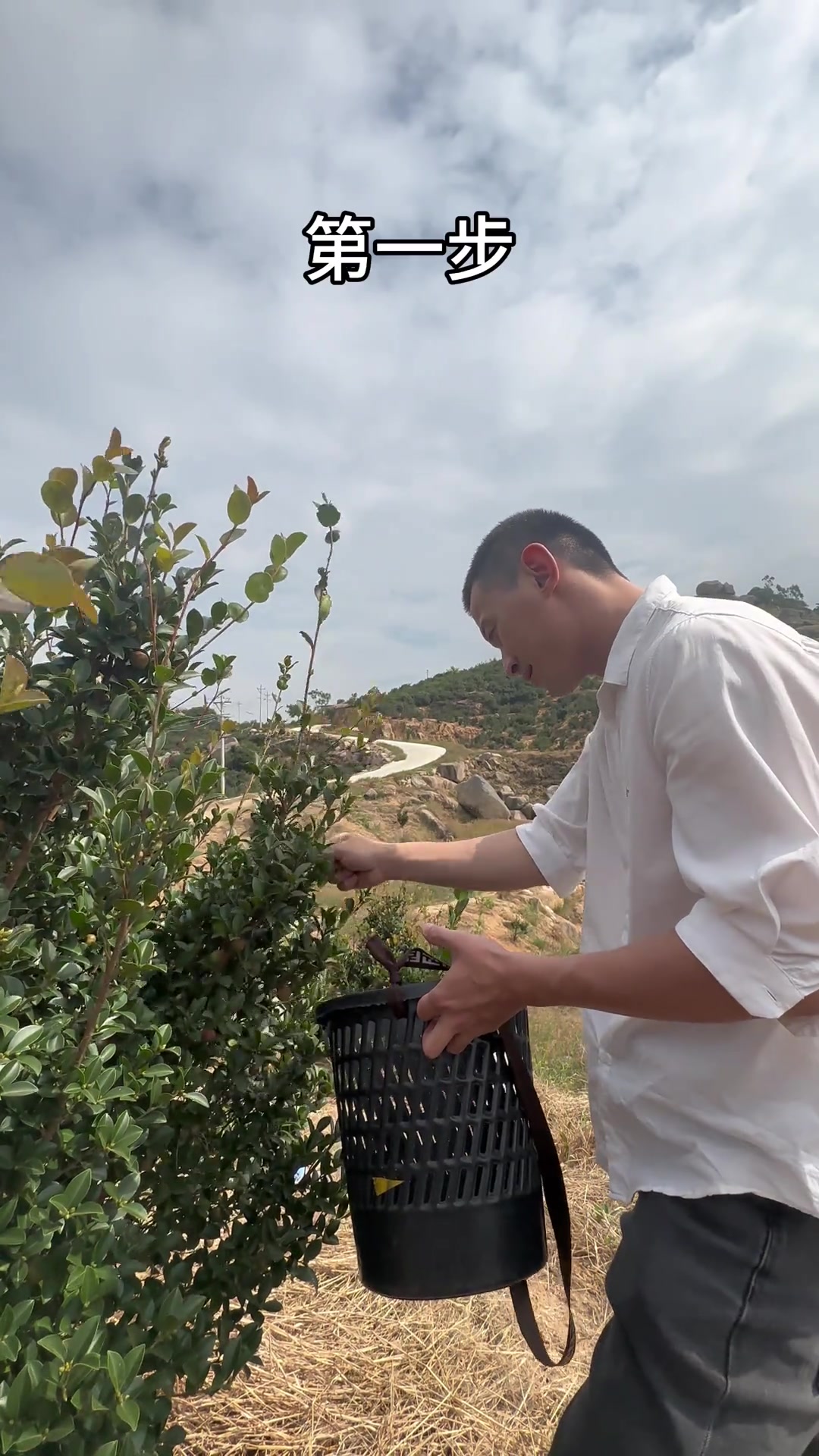 一个视频告诉你们我们日常在用的茶油是怎么来的