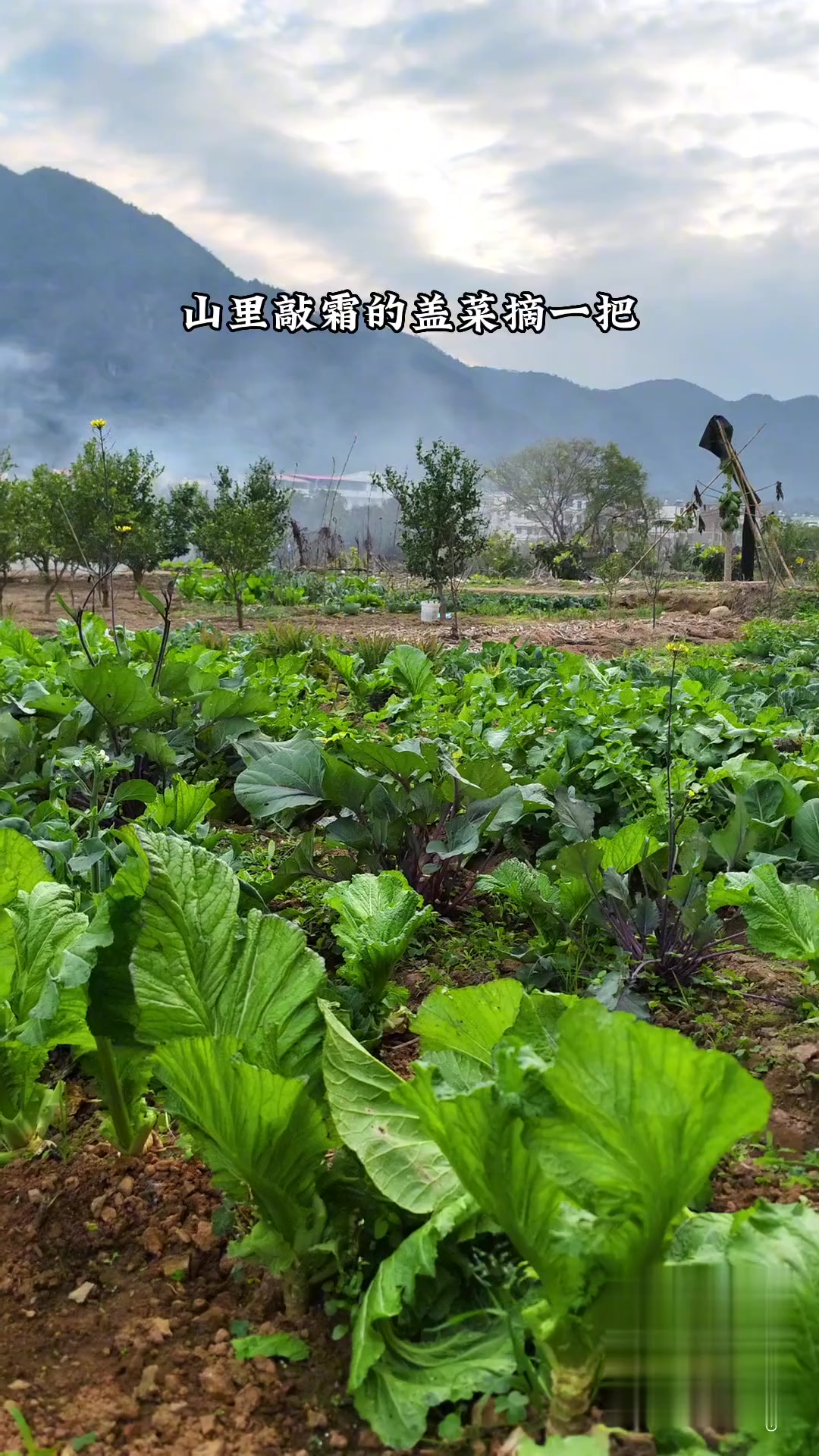 酸菜猪肚汤,莆田传统特色菜,鲜香开胃,美味解腻~