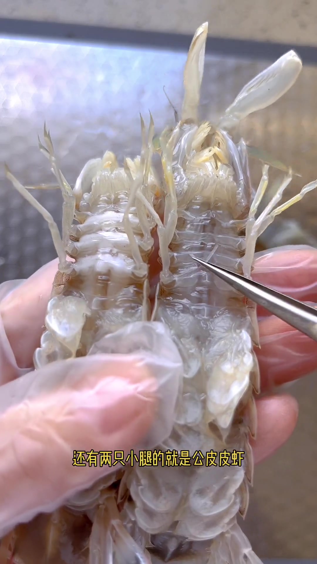 学会这三招，轻松挑到满肉肥又鲜活的皮皮虾！