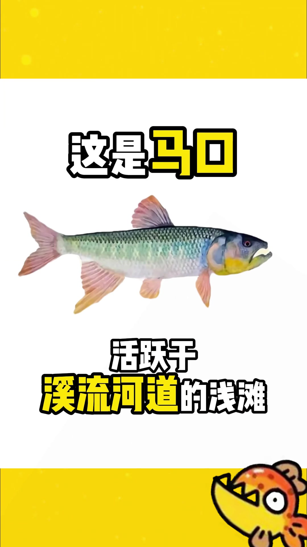 我国淡水路亚鱼种大全,你解锁了几个?