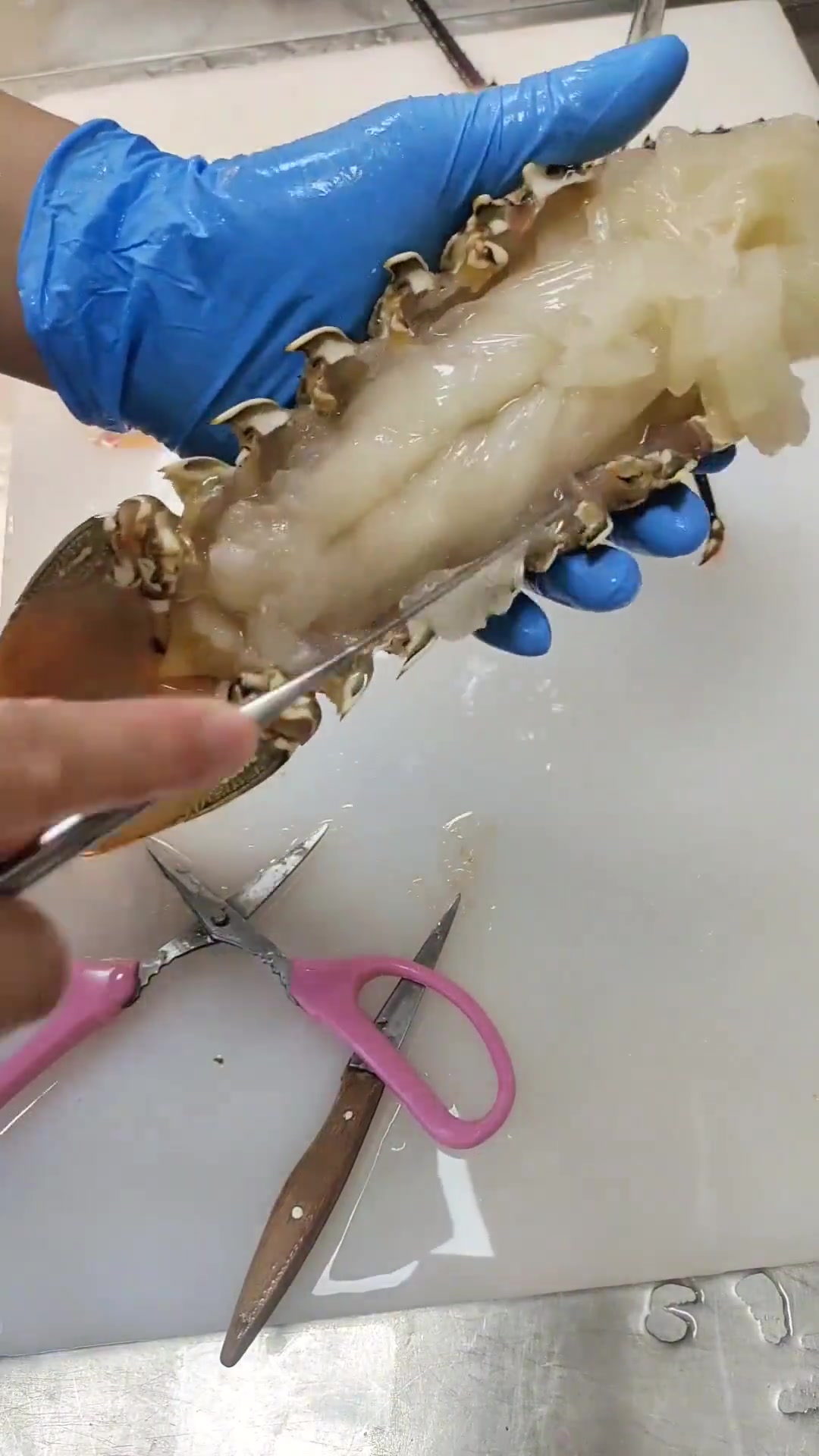 大花龙虾肉肉来了