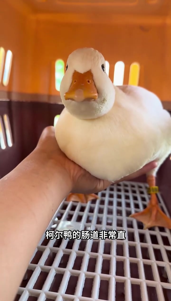 鸭鸭届的萌宠 柯尔鸭！柯尔鸭 动物科普 知识科普