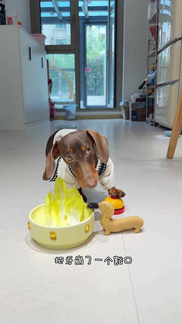 腊肠犬吃罗马生菜，狗狗的心思都写在脸上了