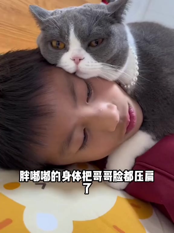 全网最粘人的猫咪泡芙,睡觉写作业上厕所都粘着