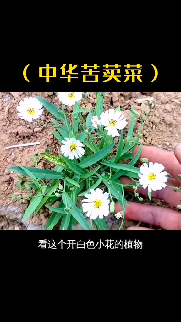 中华苦荬菜也叫野苦菜,春天蘸大酱吃,你们吃过吗?