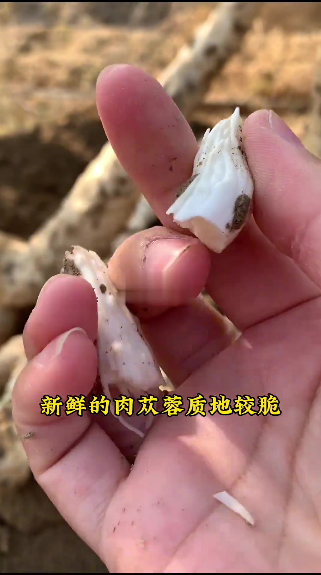 这是我们兵团高泉的加工厂，烘干后的肉苁蓉，整条烘干，胶质和鞣质含量很高