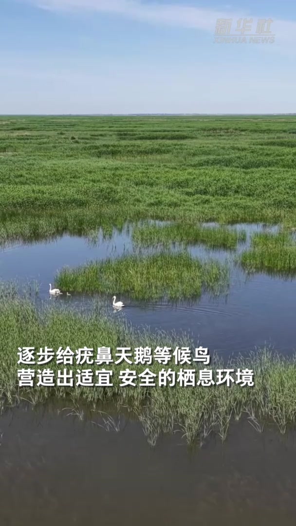 内蒙古乌梁素海成为疣鼻天鹅“栖息的乐园”