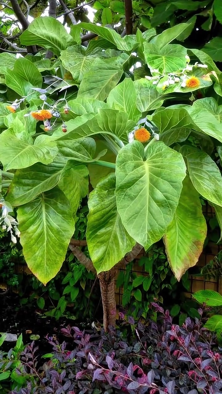 这种树干上顶着一头白菜的植物，是卷心菜树。是智利海岛上的珍稀植物，可以吃，但并不是传统的蔬