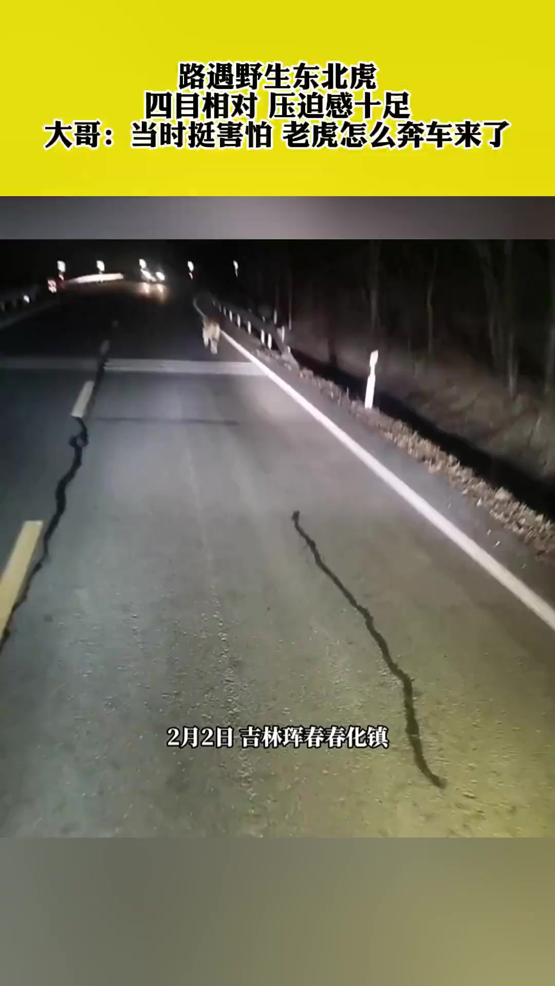 路遇野生东北虎,四目相对 压迫感十足,大哥:当时挺害怕 老虎