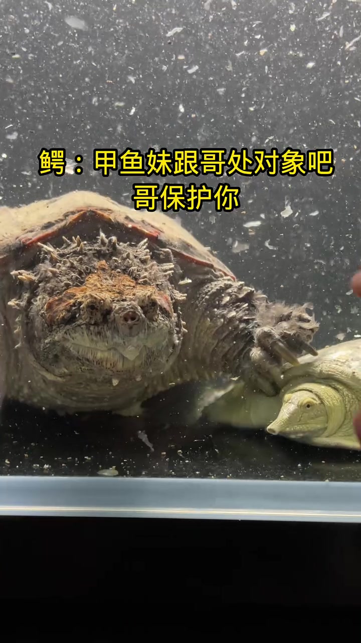 甲鱼竟然跟鳄龟！喜欢鳄龟关注主播