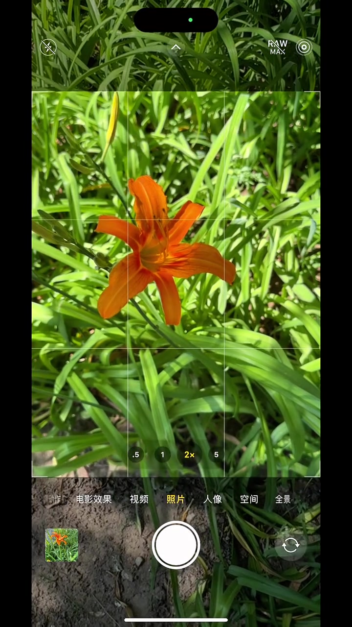 所有手机都能拍的黑色背景花,万能黑色背景拍摄技巧