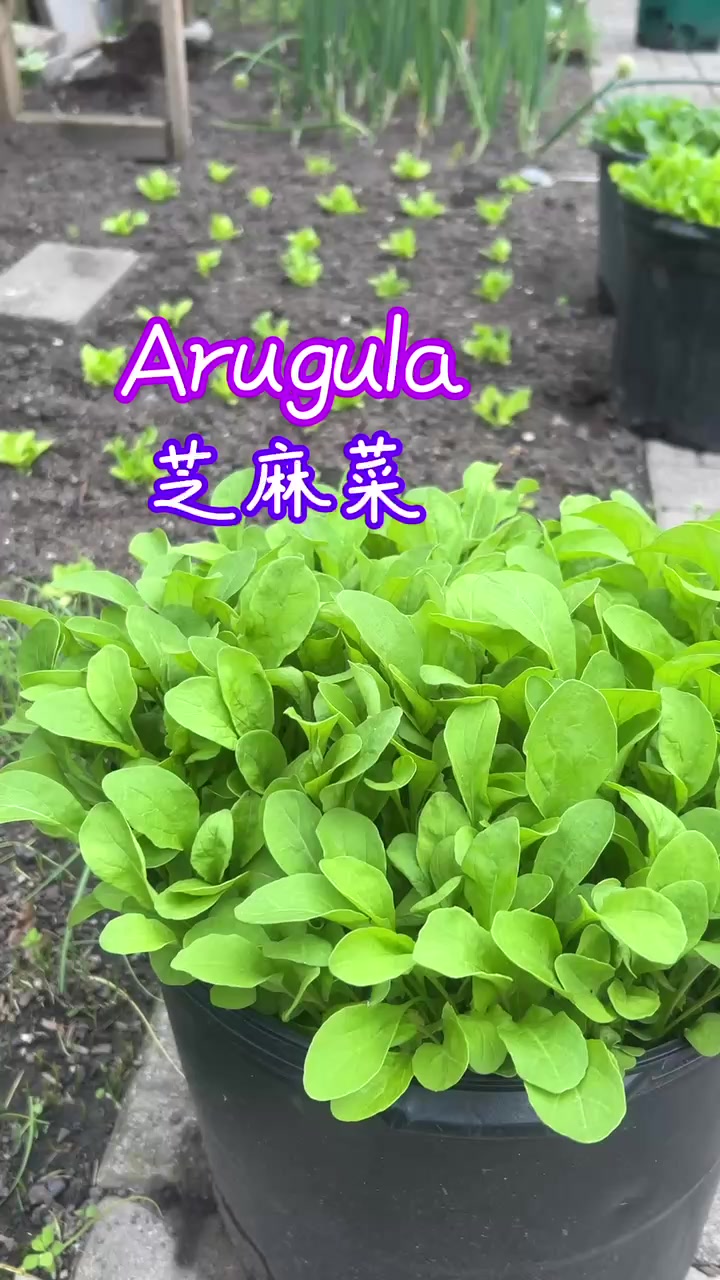 芝麻菜在东北叫臭菜非常好吃