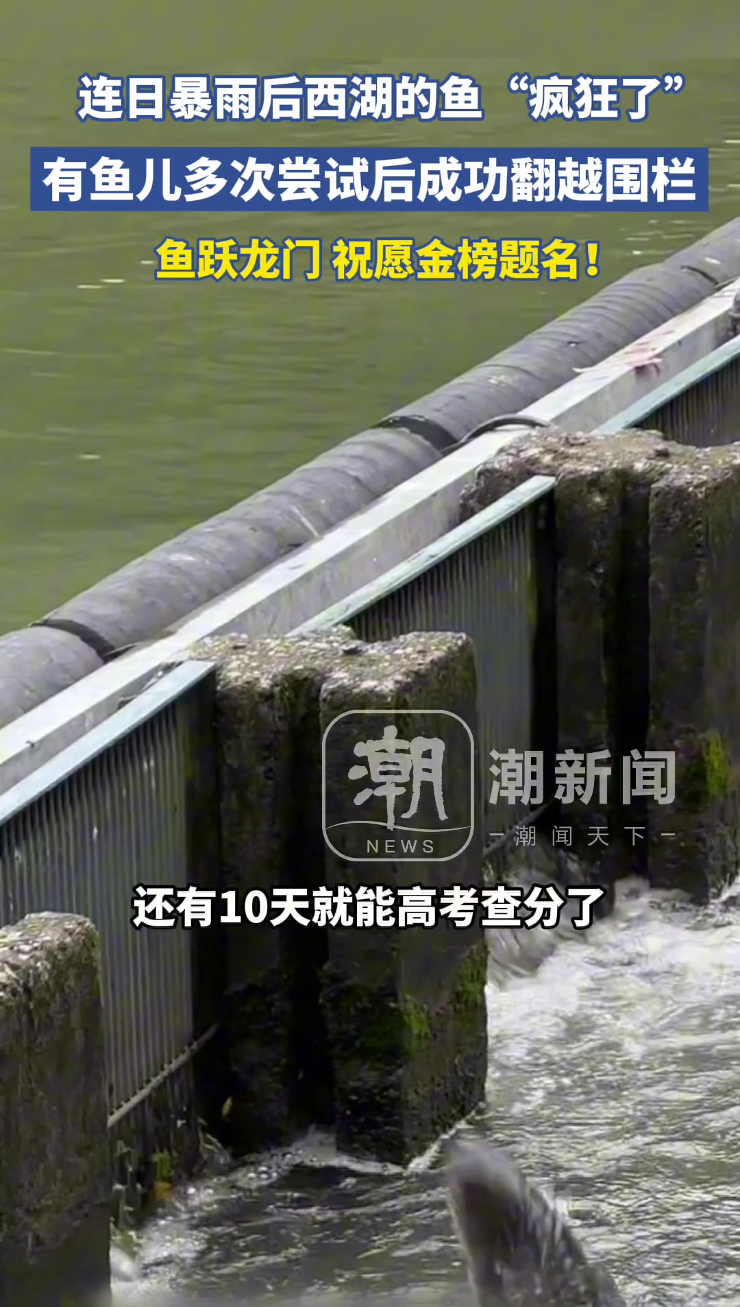 6月16日,浙江杭州。杭州西湖的鱼疯了!连日暴雨后西湖鱼群跃出水面,有鱼儿多次尝试后成功翻