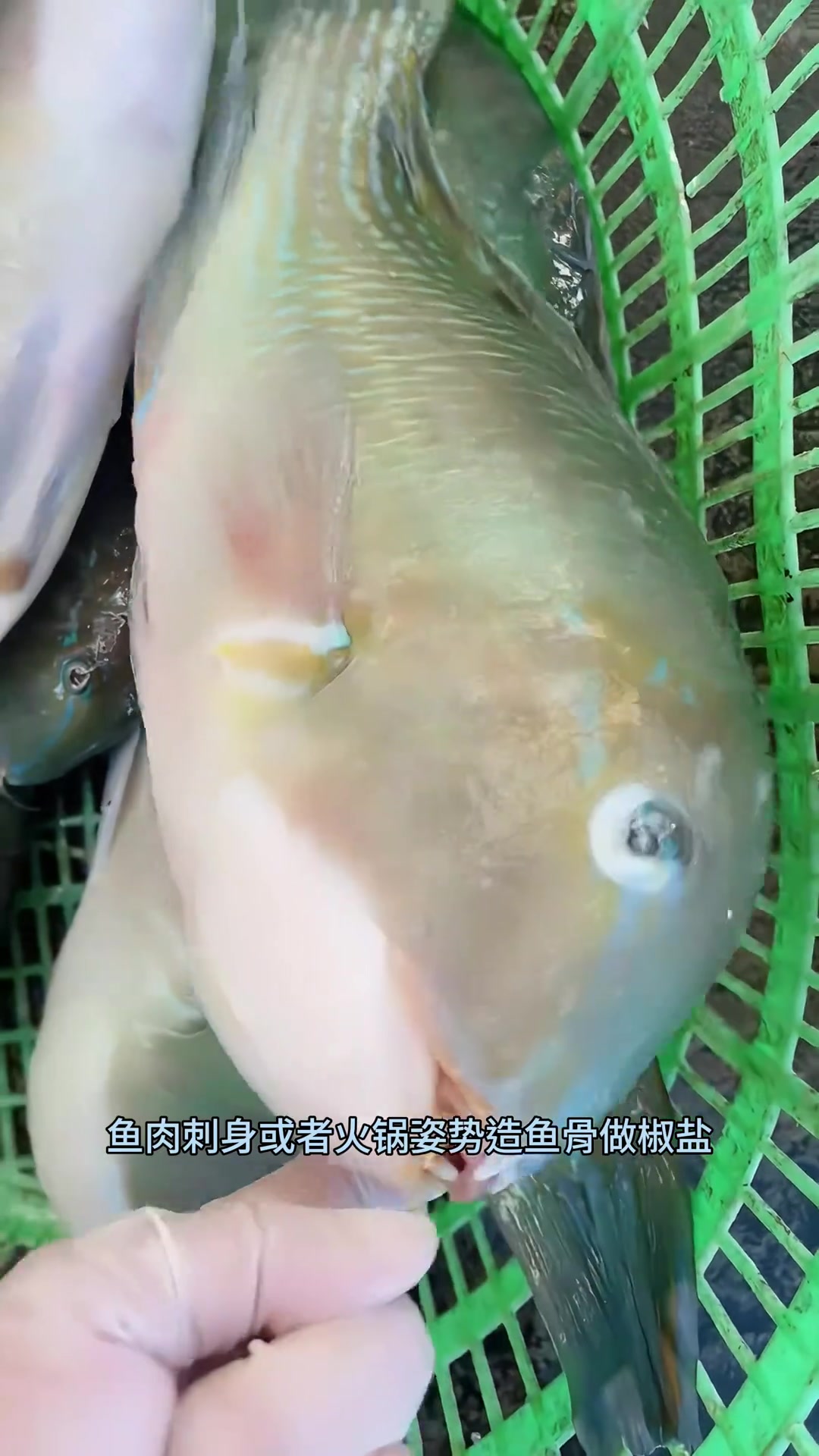 香港四大鱼王之一的猪齿青衣