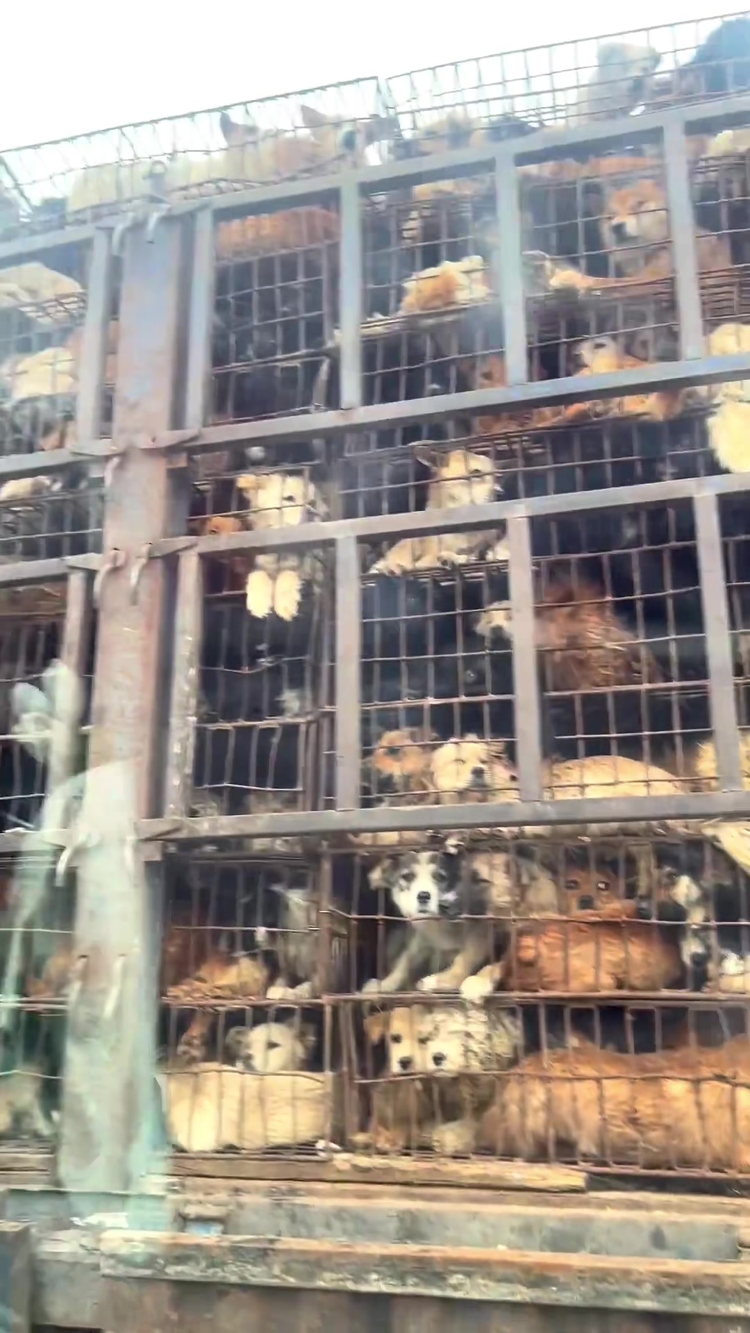 成功拦截狗肉车!