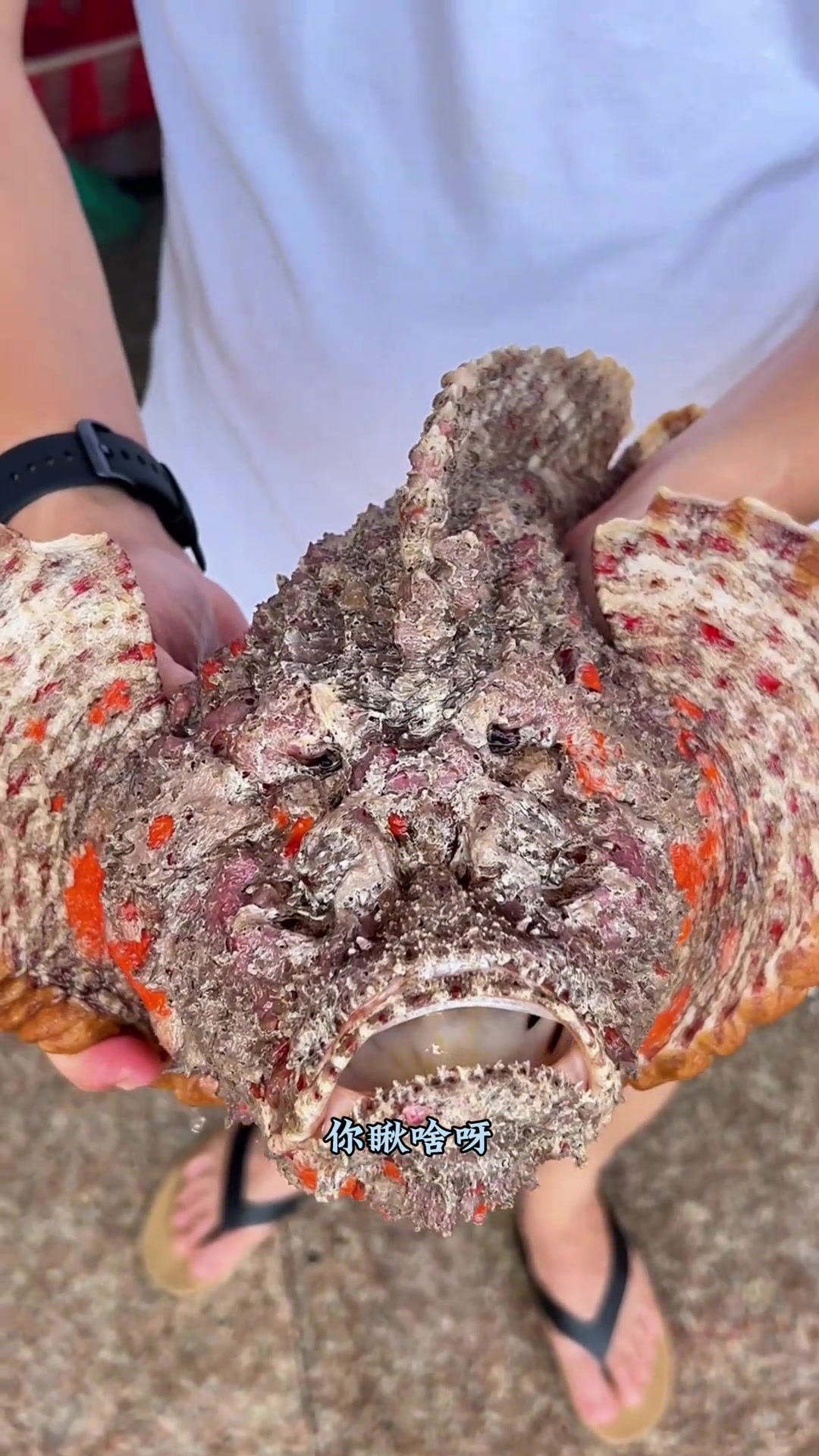 西沙群岛石头鱼个性外表与鲜美味道造就独特魅力