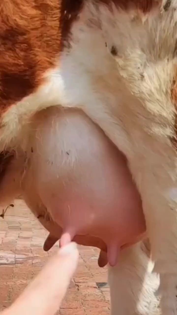 母牛得了乳房炎这样做好的快！