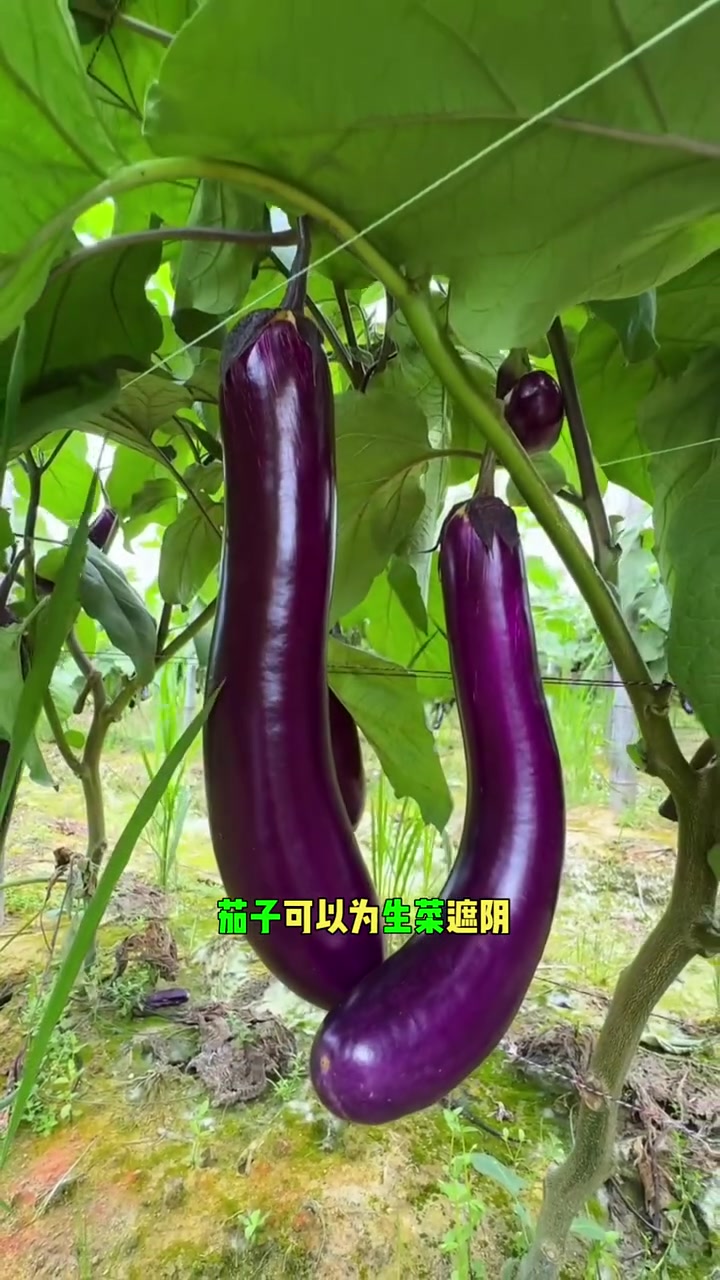 这些蔬菜适合种在一起越长越好