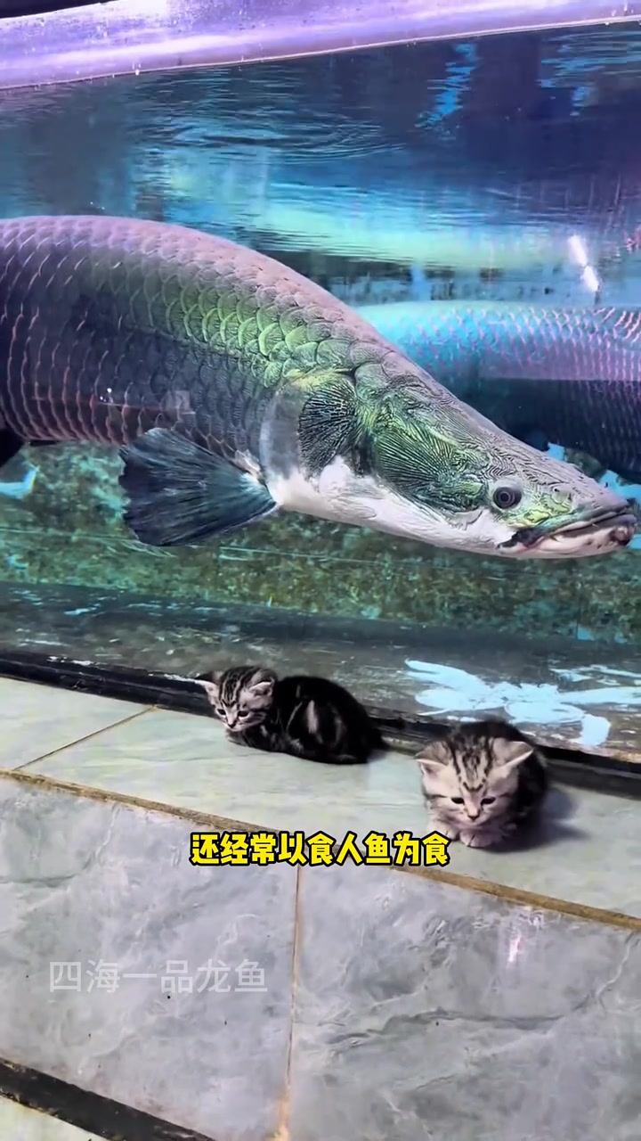 最凶猛的淡水杀手排名前八名 水族 观赏鱼