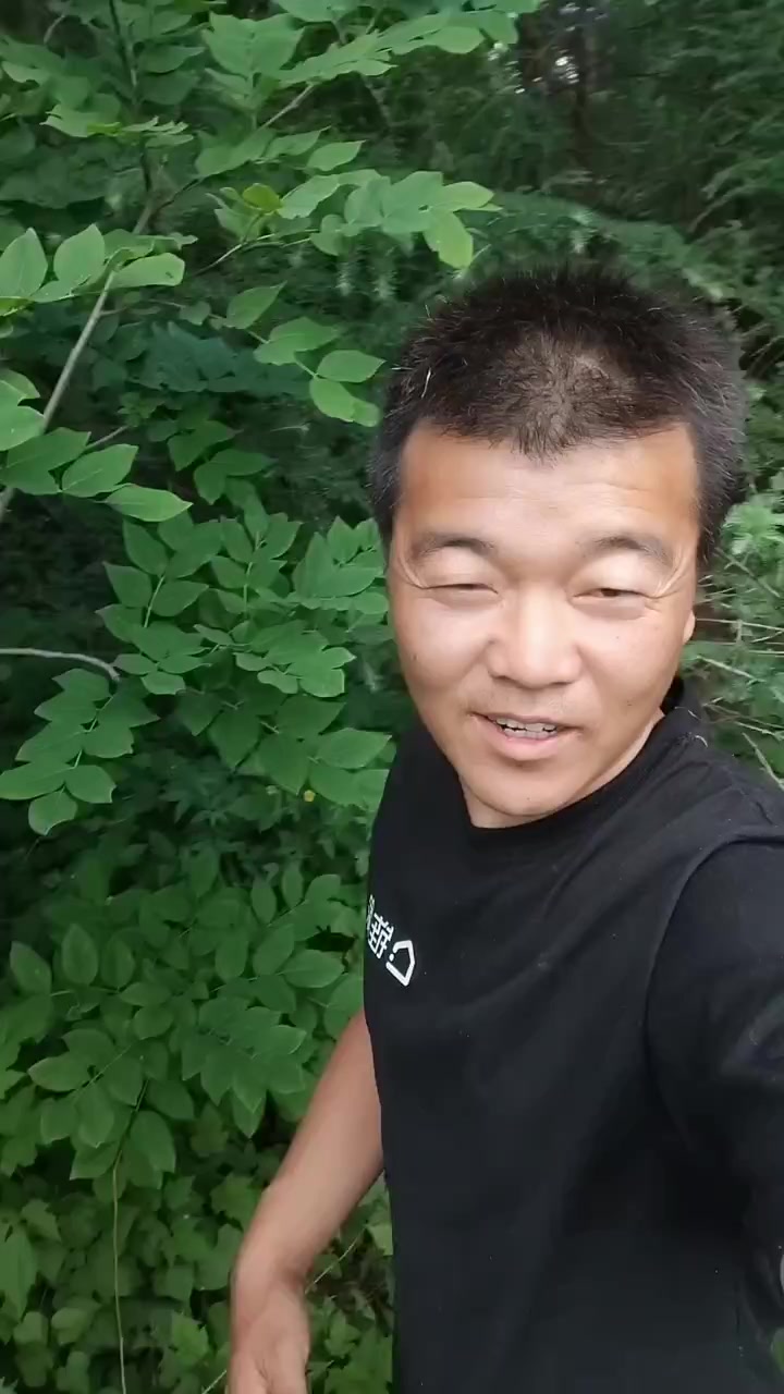 采山野菜之王龙须菜