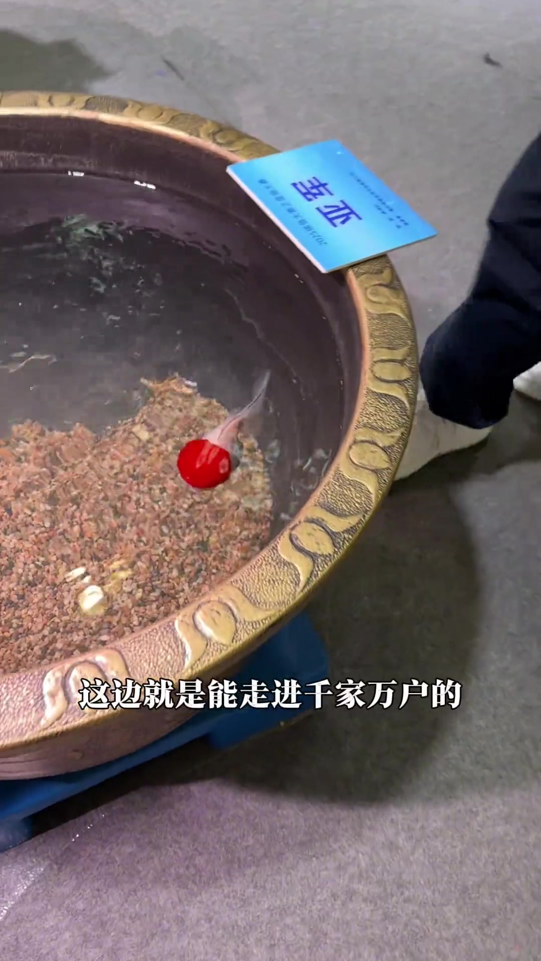 2025福州金鱼大赛，单项获奖鱼及兰寿展示