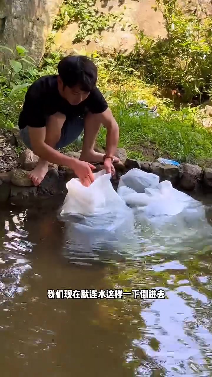 预定了200斤草鱼,只有100斤那就先养着,90天后就是洗澡鱼了!山间小溪 洗澡鱼