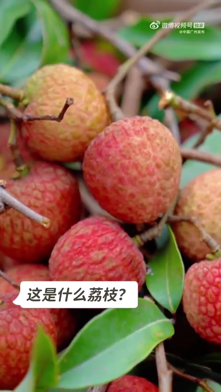 「广州增城荔枝吃不完根本吃不完!」广州增城荔枝来了!增城有这么多好吃的荔枝品种,你最中意哪