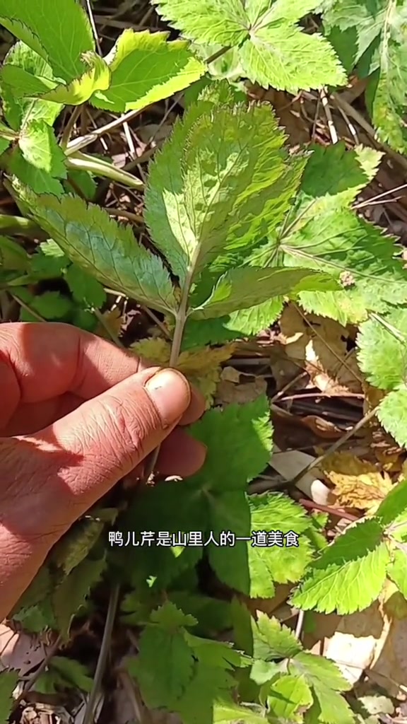 鸭儿芹既是美食也可药用用于应急自救