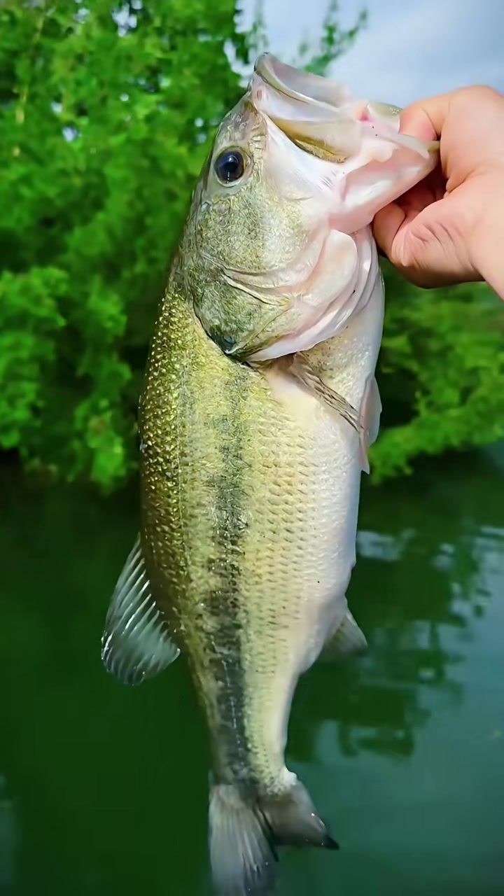 跟着八戒认识20种常见淡水鱼