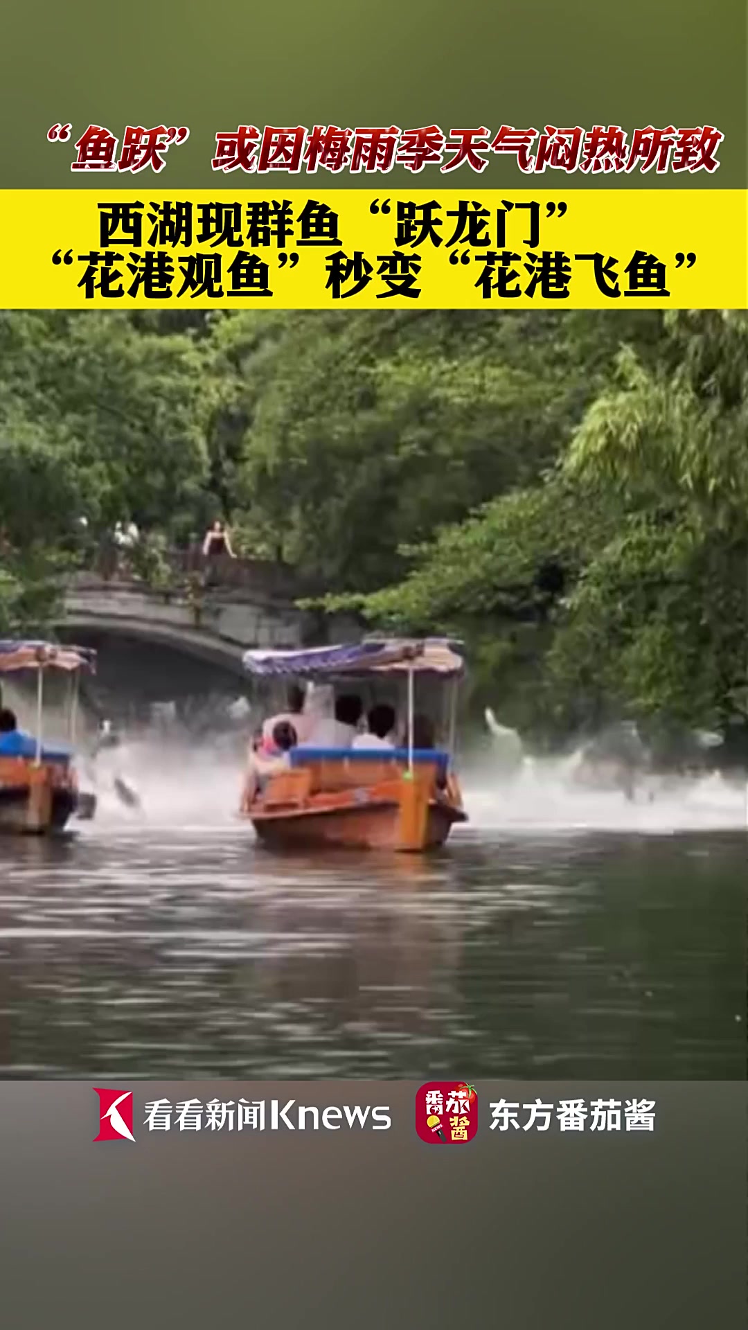 西湖群鱼“跃龙门” “花港观鱼”变“飞鱼”