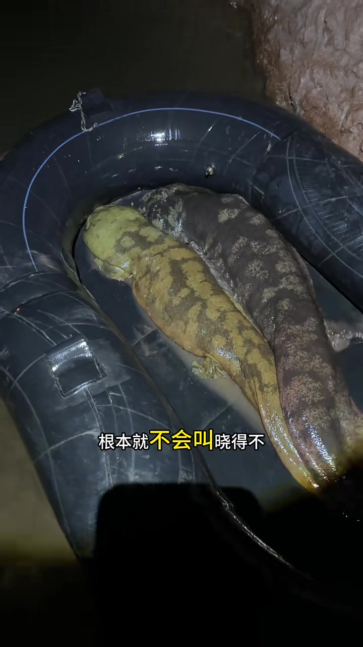 令人惊奇的娃娃鱼的叫声！