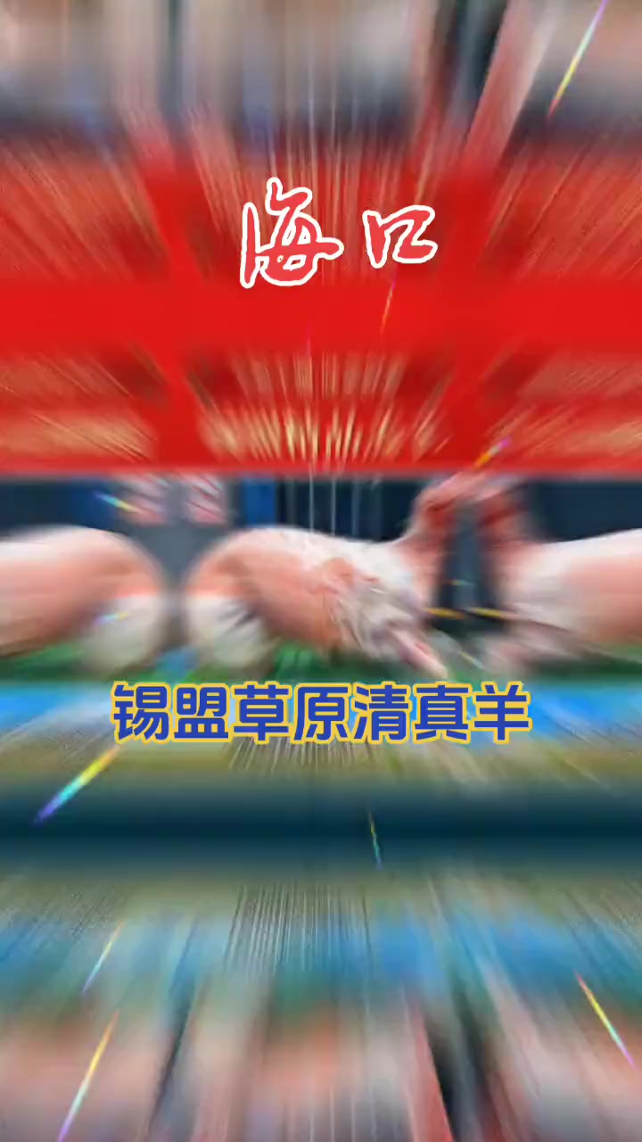 锡盟草原清真羊