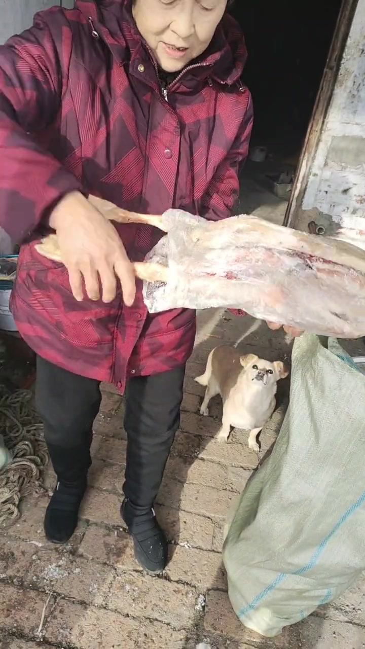 大鹅小鸡发货啦！十只农村笨大鹅，爪子超容易抽