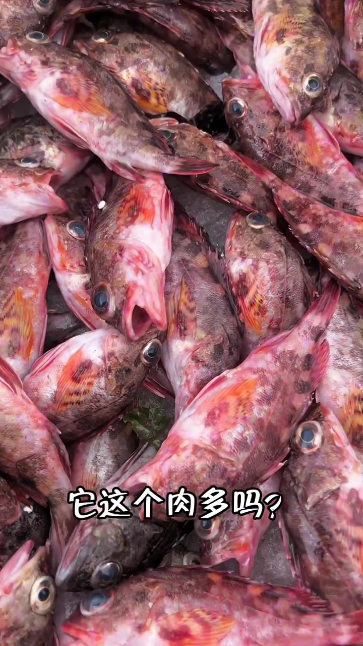 寻找宝藏小吃摊主,石九公的美味吃法分享,价格是否合理