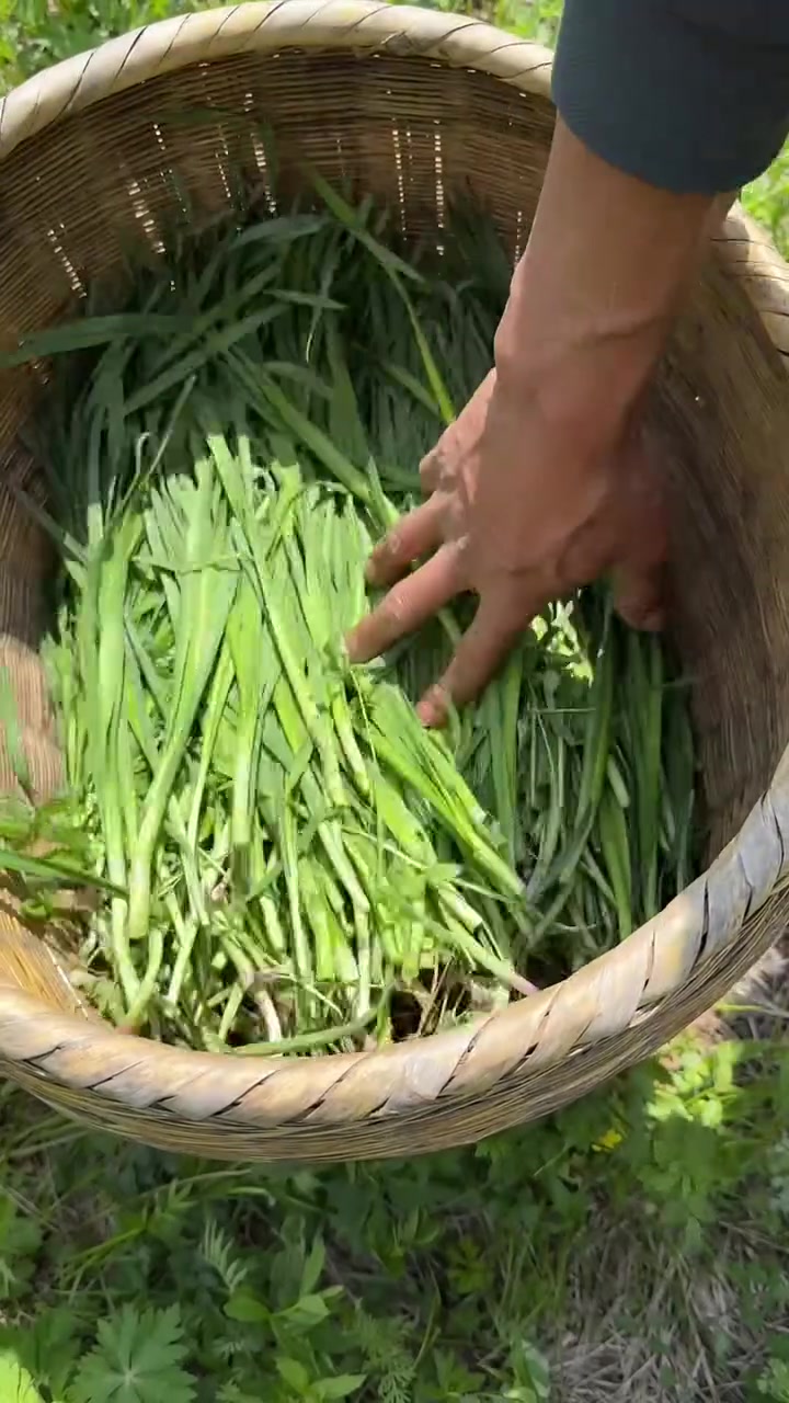 记录生活，大山里的原生态山韭菜，采点储存起来冬天吃