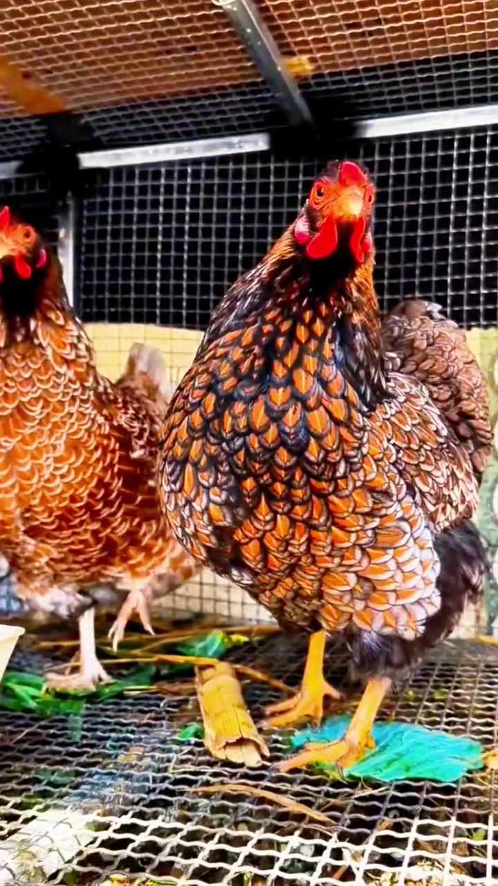 怀特鱼鳞观赏鸡 农村创业养殖 鸡苗\种蛋