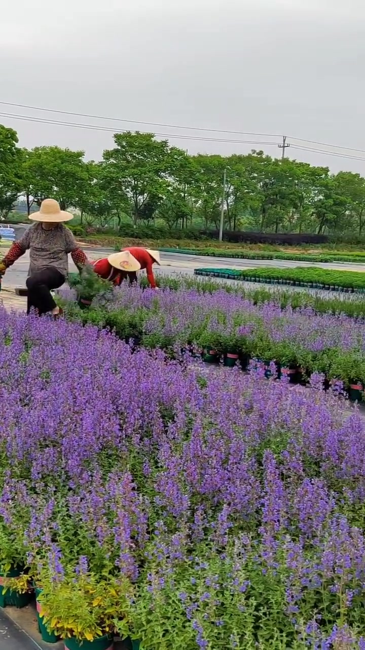 夏日香草苗圃基地 夏日香草基地,高温高湿并存,各种香草、香料、药食植物、观赏蔬菜长势良好。