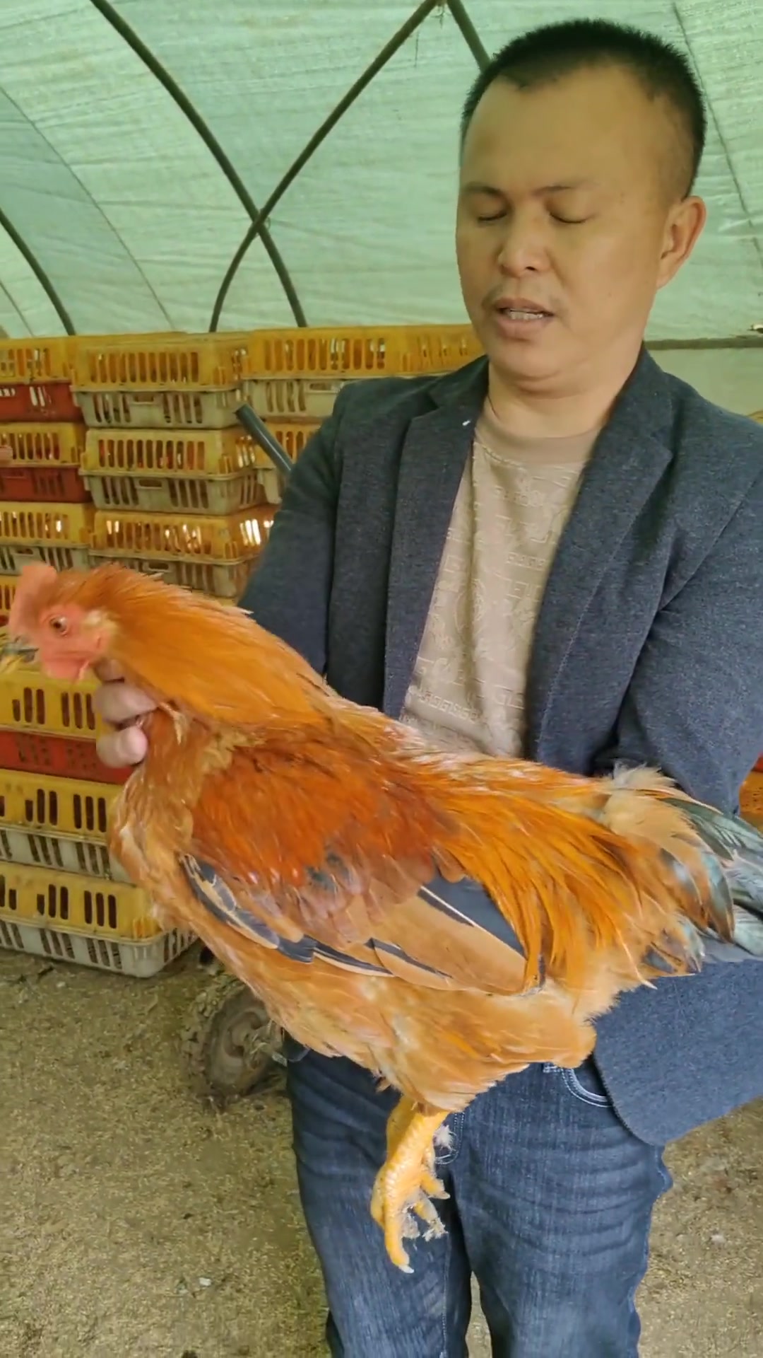 湘桥广东百鸡,广西来的五个多月靓鸡适合做白切鸡