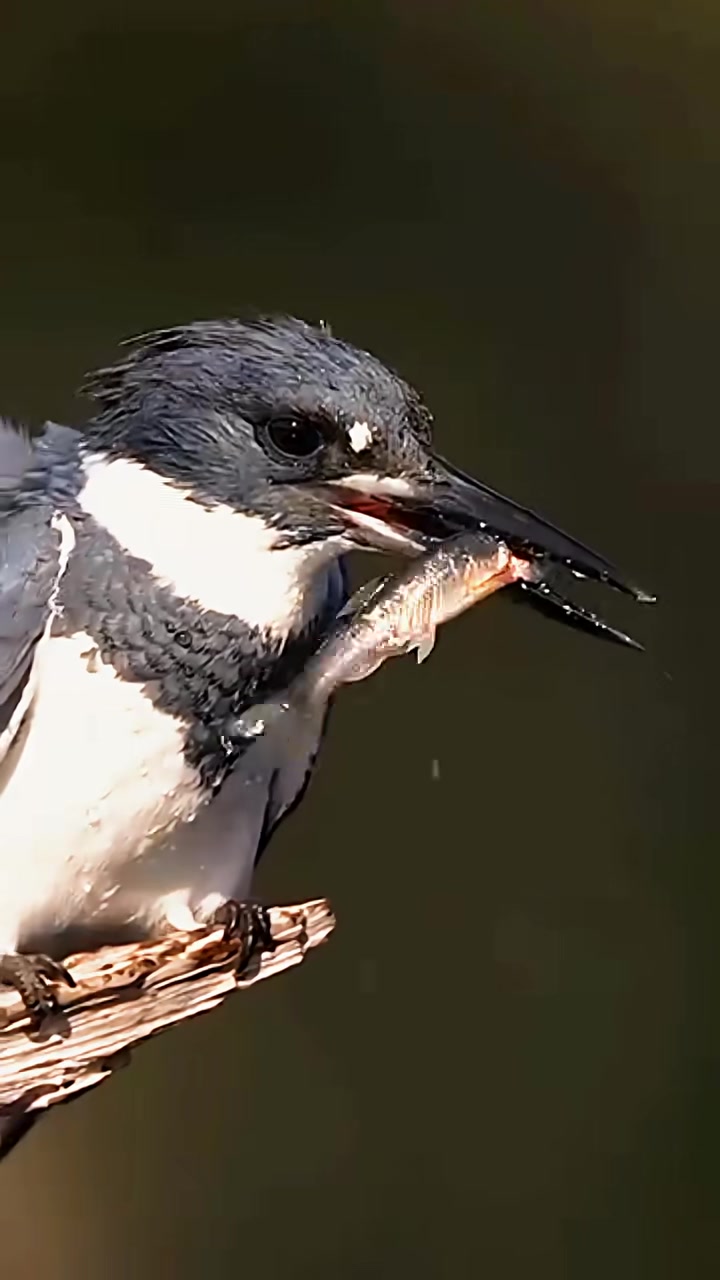灵动鸟儿欢快地吃鱼!