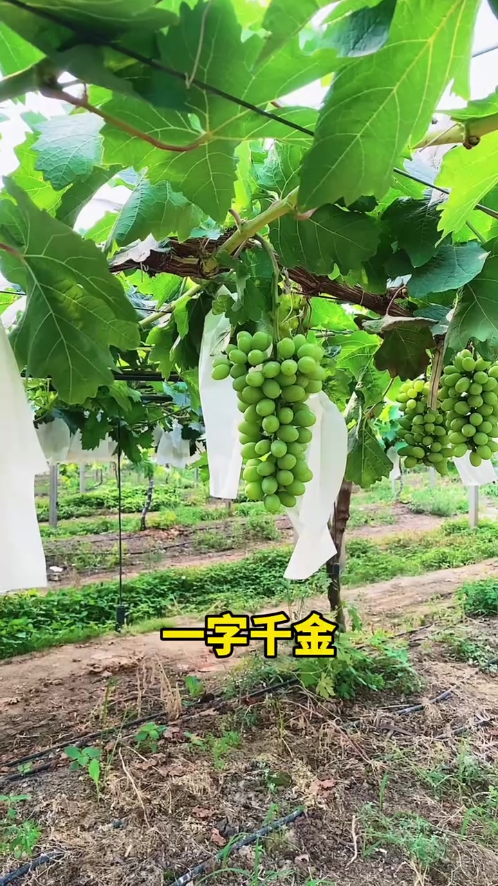 中霖红颜,全球独一无二神秘大单品 7月中下旬,新品发布品鉴会盛大开幕 现向全网发起15字以