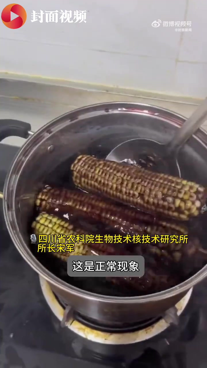 「黑玉米水煮后褪成黄色这对吗?」黑玉米水煮不掉色说明徒有其表四川乐山的刘先生将黑玉米水煮后