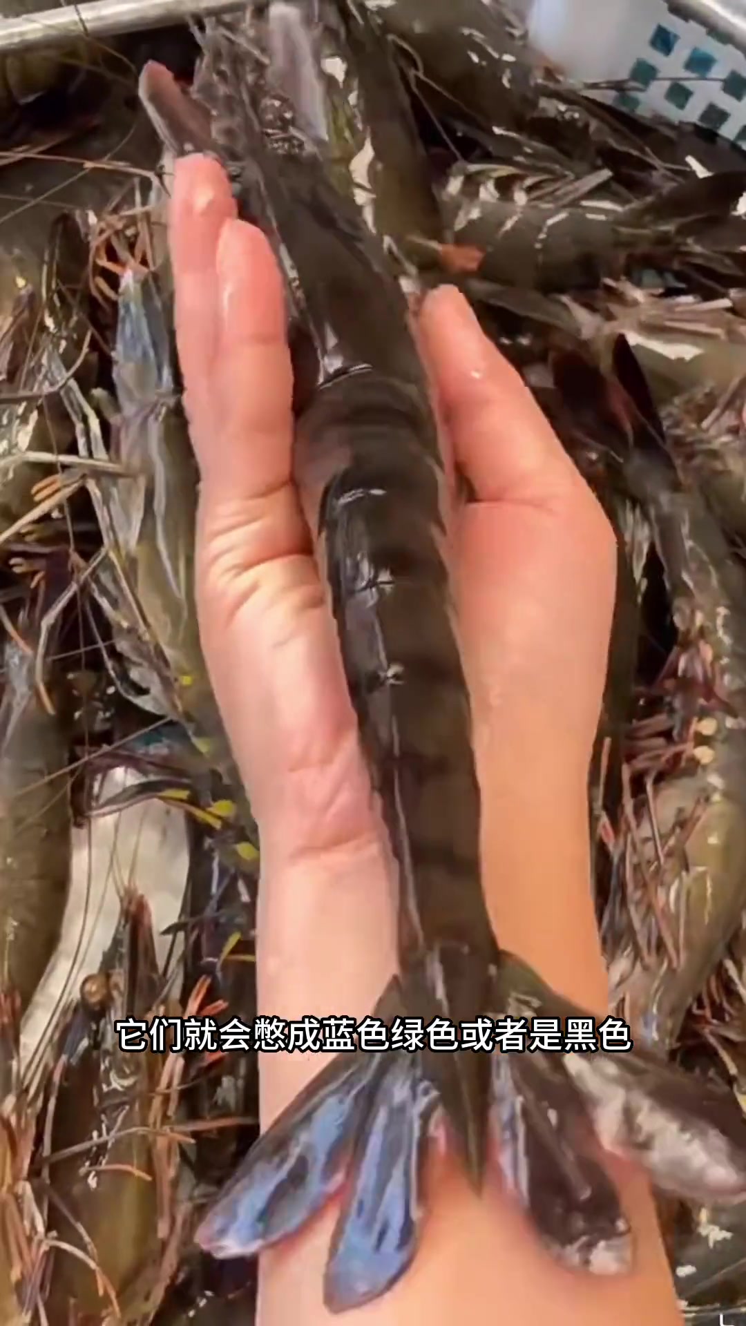 黑虎虾是什么虾?野生的黑虎虾长什么样的